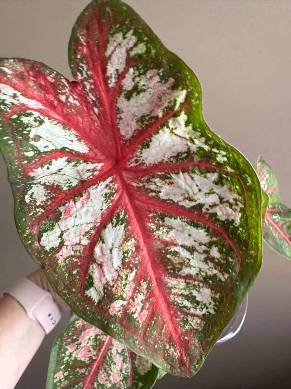Caladium - Carolyn Whorton - Rooted